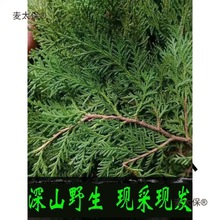 �FժҰ���Y��Ȱؘ�֦��ؘ��~ϴ�l�ݾ�Ѭ�D��DIY�}�Q�仨������