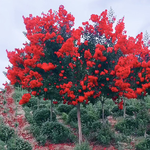 һ�����l��ޱ����ͥԺ�����t������ԅ����Ϙ��e��ͥԺ����ֲ��G