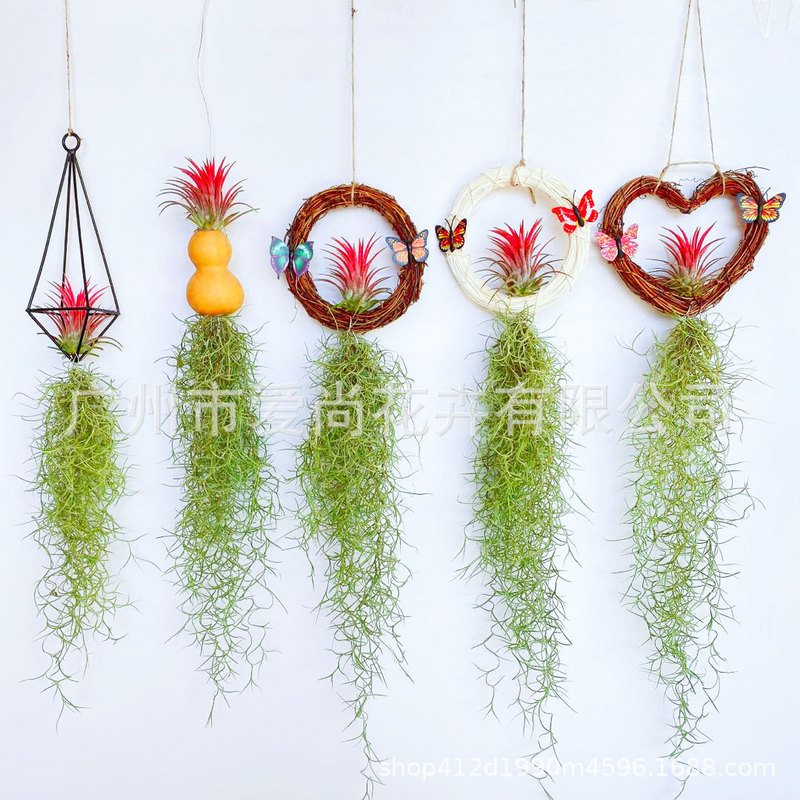 Air Pineapple Wholesale Base Straight Hair Usnea Old Man Beard Combination Handmade Pendant Air Plant