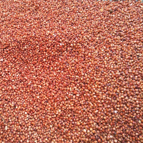 Red sorghum feed pigeon grain shelled and skinned bird food carrier pigeon ornamental pigeon meat pigeon young pigeon adult pigeon grain feed 5 pounds