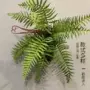 植物蕨类手感仿真蕨草