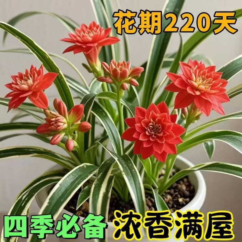 Good Flower Potted Green Plants and Florals, Indoor Strong-Scented Florals with Large Double Petals, Feed Golden-Edged Chlorophytum All Year Round