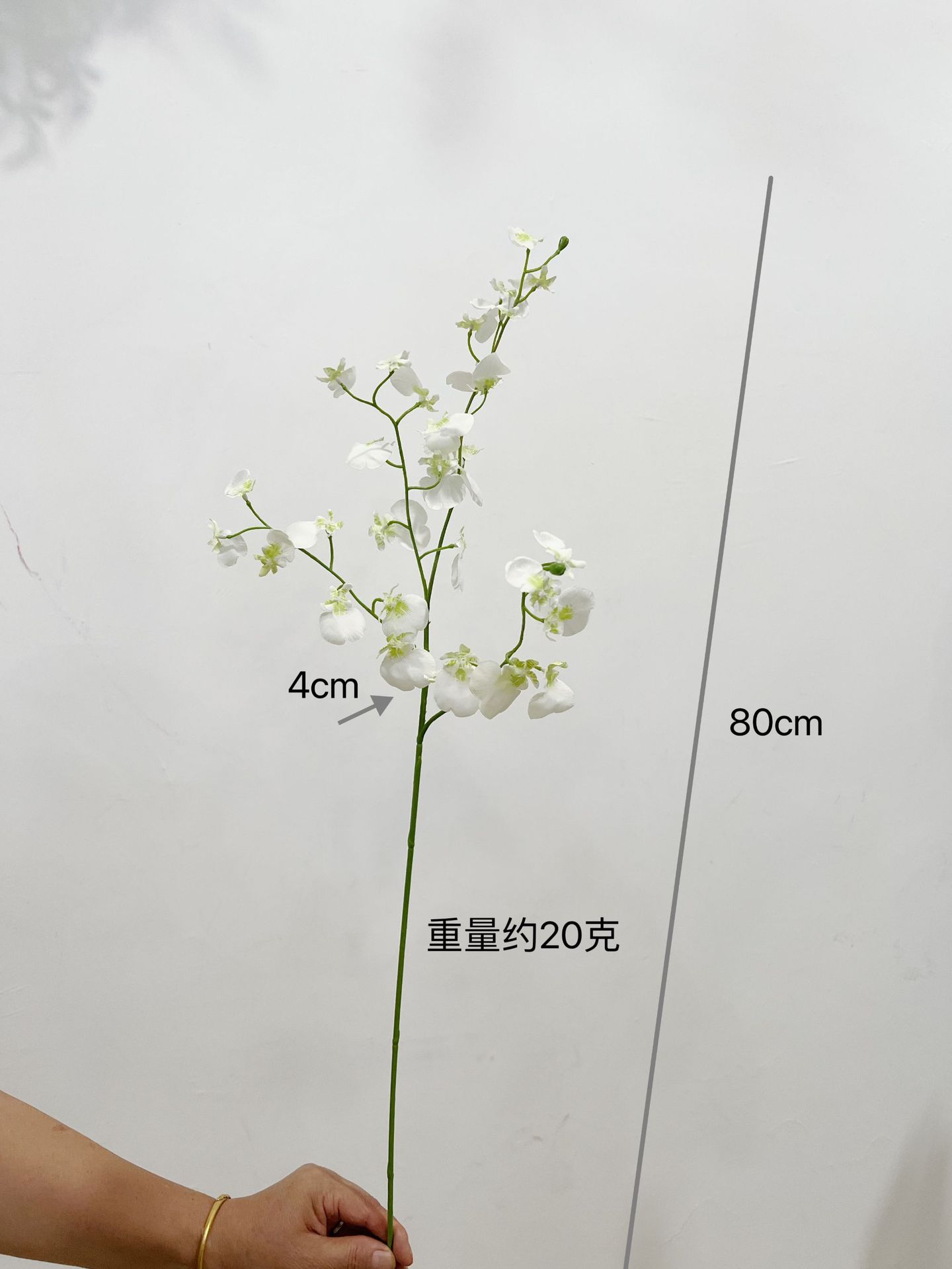 공작 춤 난초 [화이트]