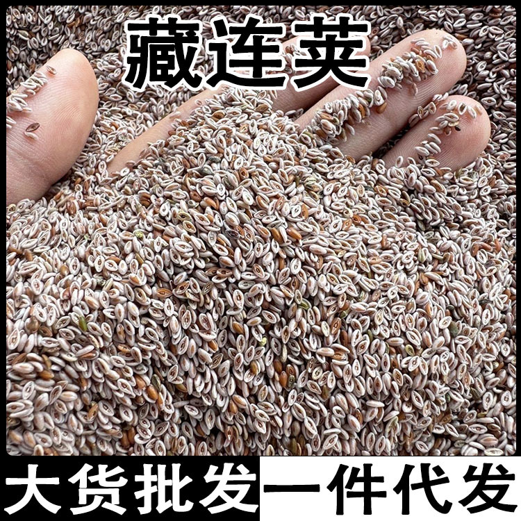 藏连荚藏连夹藏连籽天山雪连子洋车前子藏莲夹批发代发