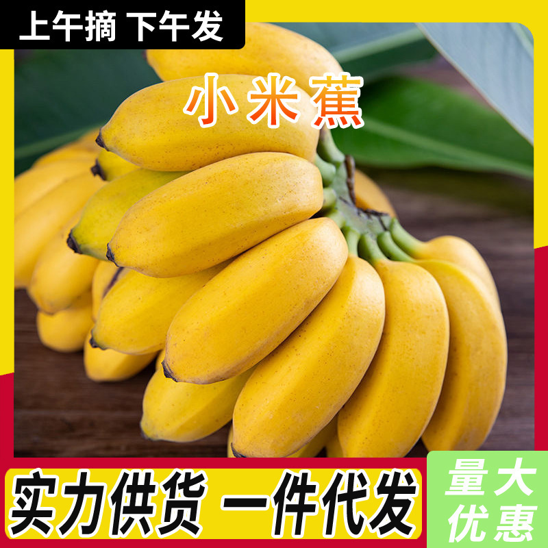 Guangxi Xiaomi Banana 0.5-4.5kg Fresh Seasonal Sweet and Sour Fruit Plantain Wholesale Box with Free Shipping Green Plantain Whole Bunch