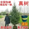 Christmas tree-Christmas tree 2.4-2.6 meters