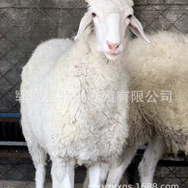 纯小尾寒羊套羊小尾寒羊怀孕大母羊小尾寒羊优质种公羊羊羔价格