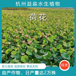 Garden Ornamental Lotus, Moisture-Loving Lotus with Long Flowering Period, Multi-Color Lotus for Water Body and Wetland Greening Can Be Ordered