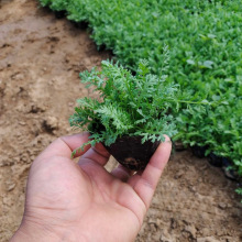 �������l ��� ǧ�~��� С����  �����������������ܲݱ�