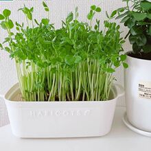 ��ˮ�Nֲ���ձ��M�ڶ����̨�o�������lѿ�������бP���ඹѿ��