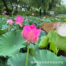 ���������^�p�ɻ���Nź�� ɏź�N�� ���Ժɻ��N����ɏź��ɏ����