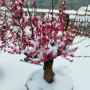 红梅耐寒庭院开花树苗