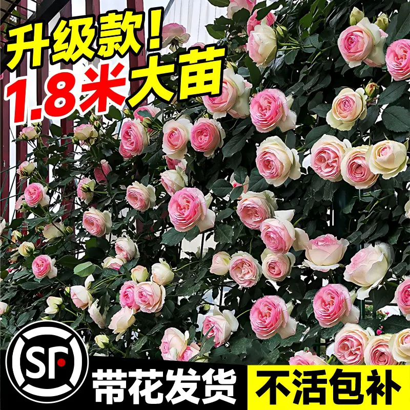 严选庭院爬藤蔷薇花花树苗母系大苗花种植物花卉盆栽玫瑰四季开花