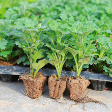 菊花苗小苗带土球盆栽千头菊雏菊秋菊大花室内外绿植花卉多年生