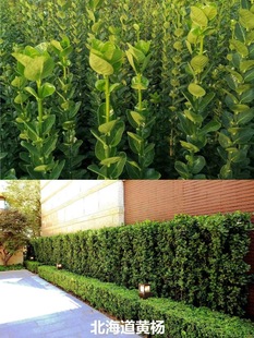 Hokkaido Boxwood, Large-Leaf Boxwood Garden Fence, Cold-Resistant and Evergreen