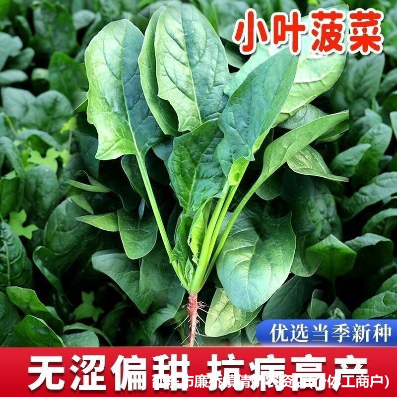 Leafy Local Soil Spinach Seeds Four Seasons Farmland Garden Easy to Plant Leafy Spinach Seeds Vegetable Seeds