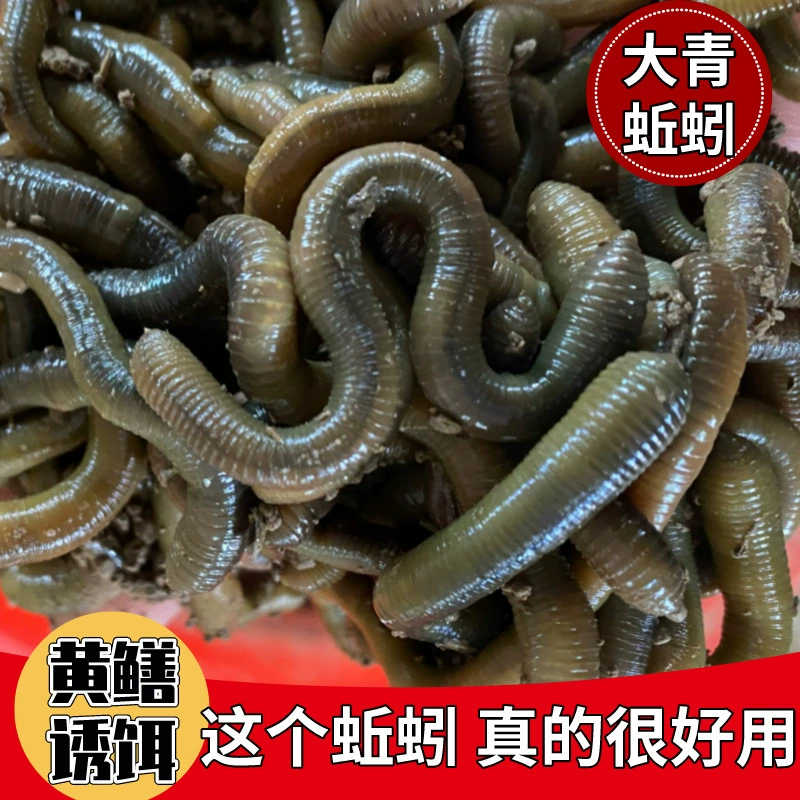 Оптовая редкостная черная земляworm живая наживка рыбалка желтая земляworms черная свежая вонючая зелёная земляworm наживка