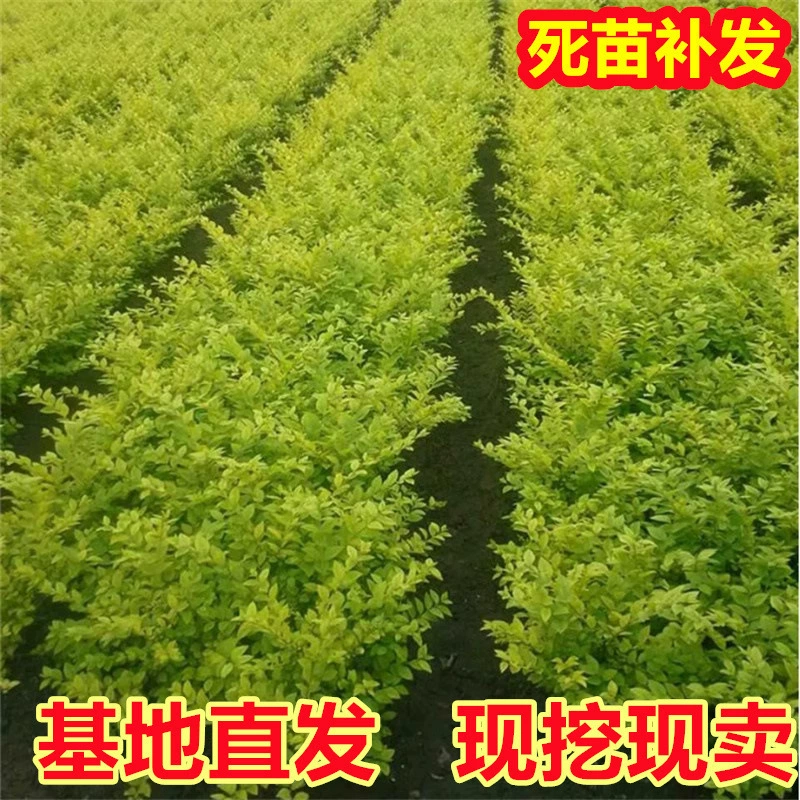 Дропшиппинг саженцев лигуструма с золотыми и желтыми листьями для стен, живой изгороди из лигуструма с золотыми листьями, морозостойких растений для озеленения двора и общественных мест.