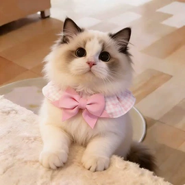 猫猫玩具;猫抓板;其他小宠用品