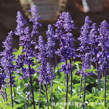 �ر���β�����Թ��� �@�־G�������{����β�� �ر�ֲ����ľ��β��