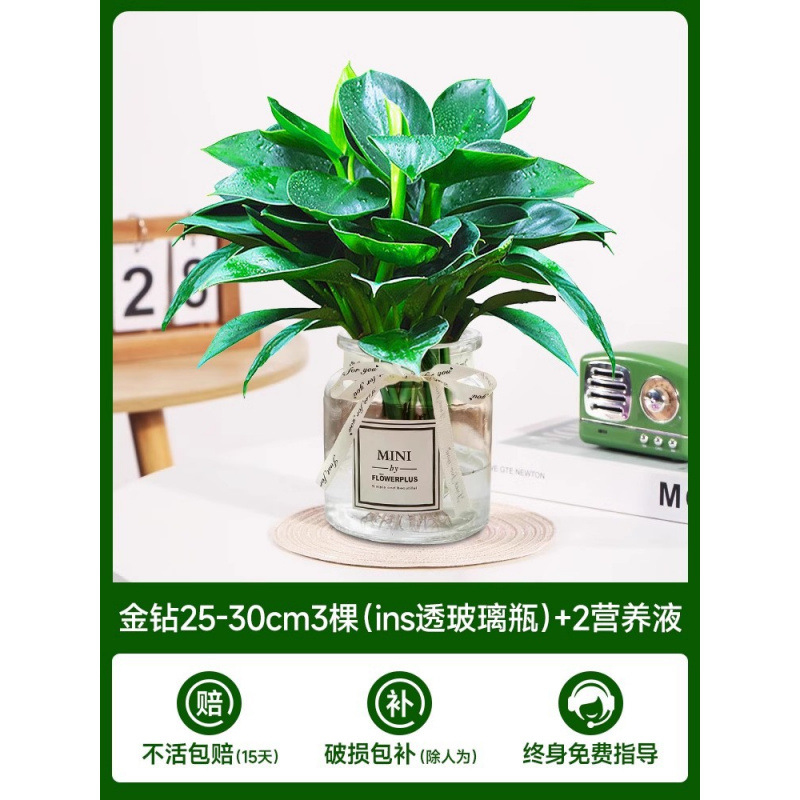 골든 다이아몬드 나무(유리병 내) + 크리스탈 머드 + 영양액 2개