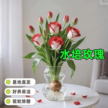 浓香型玫瑰花驱蚊虫好养水培花卉室内绿植盆栽开花香水阳台庭批发