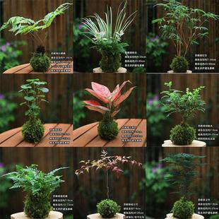 Moss Ball Hydroponic Plants Lazy Potted Ferns Desktop Potted Office Green Plants Absorb Formaldehyde
