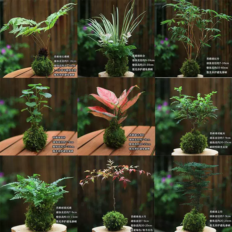 Моховый шар, гидропонные растения, ленивые горшечные папоротники, настольные горшечные офисные зеленые растения, поглощающие формальдегид