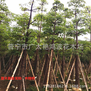 ��ɽ�����Ռ�����ľ�ޘ�V�|ľ�ޘ��â��2-25�V�ݾG����â����