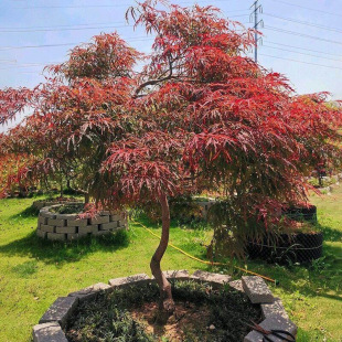 ��ë�t�������ձ��e���G����֦��Ȫ�����~ͥԺ���Ժ�������������