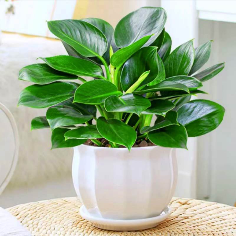 금 다이아몬드 3 개 25-30cm 메인 드로잉 + 넓은 수직 도자기 분지 + 영양 용액