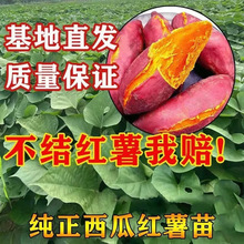 �t�������ϼt������25�������S�����Ϳ���������ɽ��ع���100�w