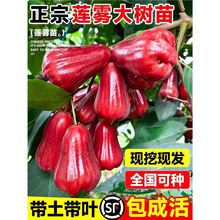 ɏ�F����ڽ������ǰűȼ޽ӹ��玧�~���������ϱ���ͥԺ��������