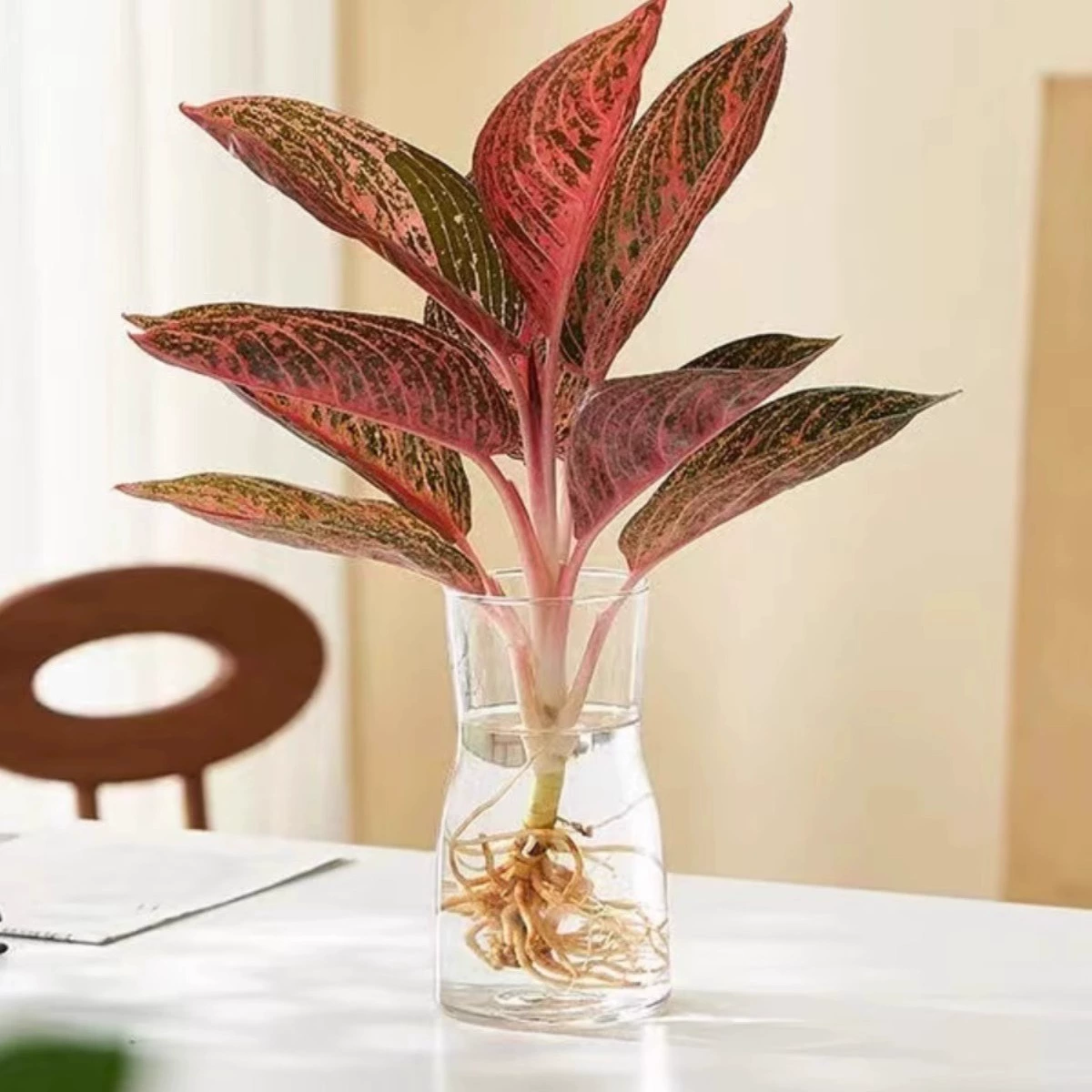 Золотой порошок, вечнозеленое комнатное балконное зеленое растение, офисное настольное растение в горшке, очищает воздух и поглощает формальдегид, легко поддерживать в порядке для ленивых людей.