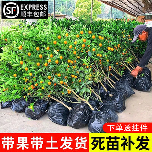 ��Ƥ��ۘ����Ԙ����ʳ�Î������Ӵ����ļ��͏dͥԺ�̨�������