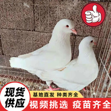 常年出售青年种鸽（2到4个月）白羽王|落地王种鸽出售|出售广场鸽