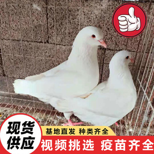 ���@Ͷιɢ�B���� �������������N�� ���B�^�p���µ���ֳ�����r��