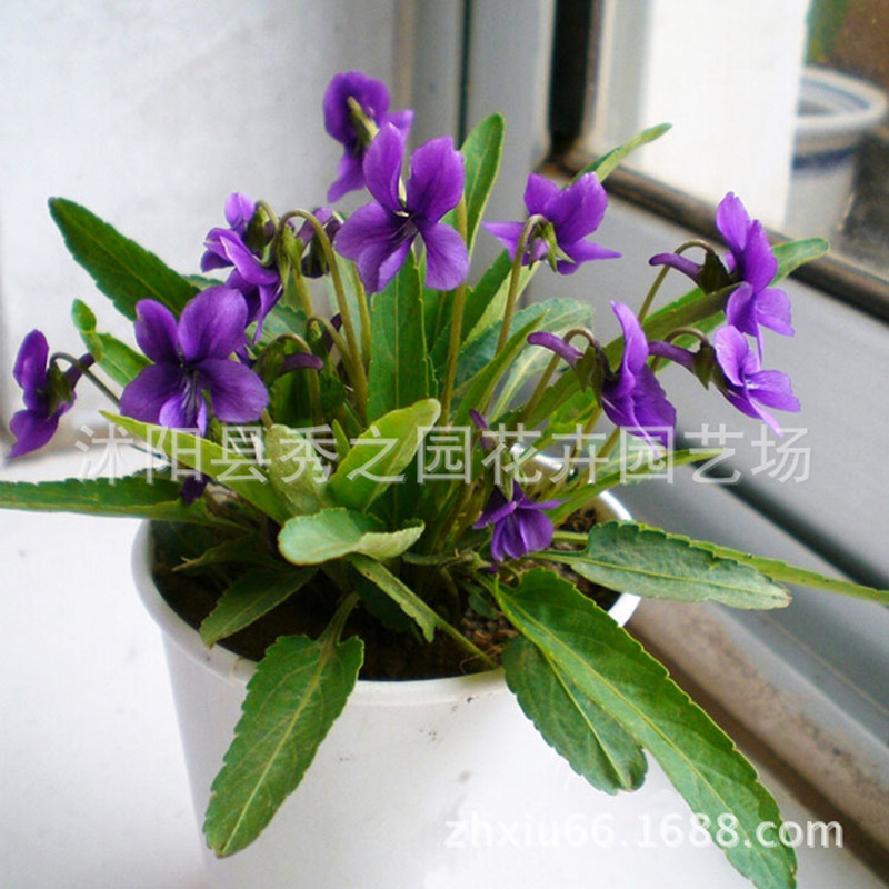 Flores perennes perennes al por mayor, flores moradas, semillas en cubitos, plantas de cobertura del suelo, balcones resistentes al frío, comestibles ornamentales verdes