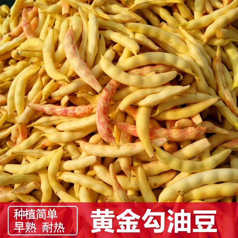 Семена золотистой фасоли, молотая золотистая фасоль, желтые масличные бобы без косточек и стеблей, семена раннеспелых высокоурожайных овощей.