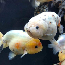 ������ⴿ��̩ʨ���ʽ�����������������ٺ���С���㵭ˮ����