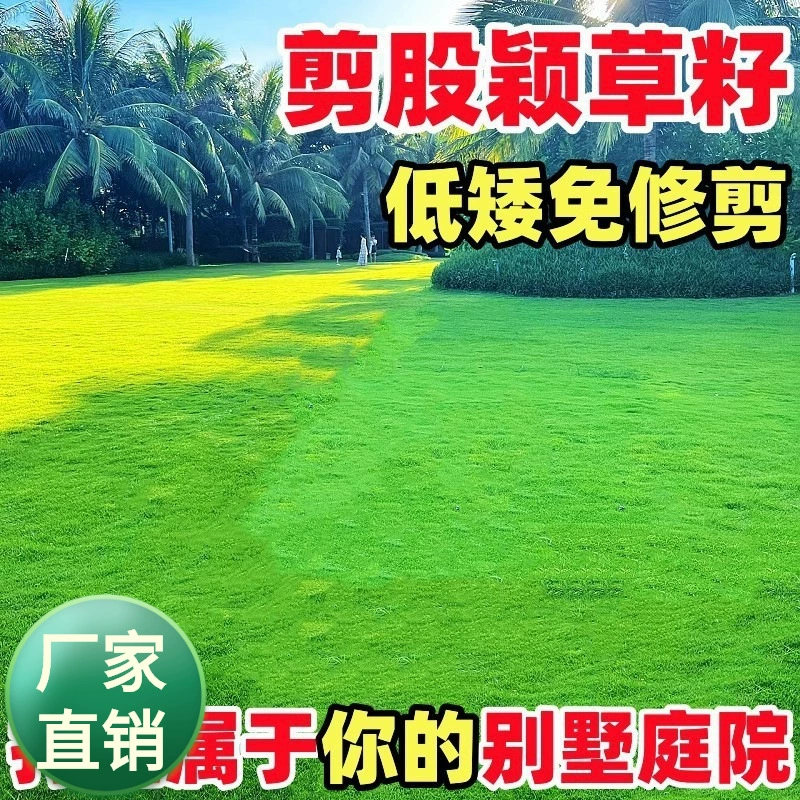 Разрежьте семена травы без обрезки карликового газона Семена травы четыре сезона вечнозеленые поля для гольфа