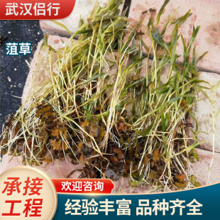 Water Quality Purification, Shrimp, Algae, Weeds, Wheat Yellow, Aquatic Greening, Submersed Plants, Contracted Ecological Restoration Projects