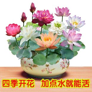 盆栽水生花種圖片 海量高清盆栽水生花種圖片大全 阿里巴巴