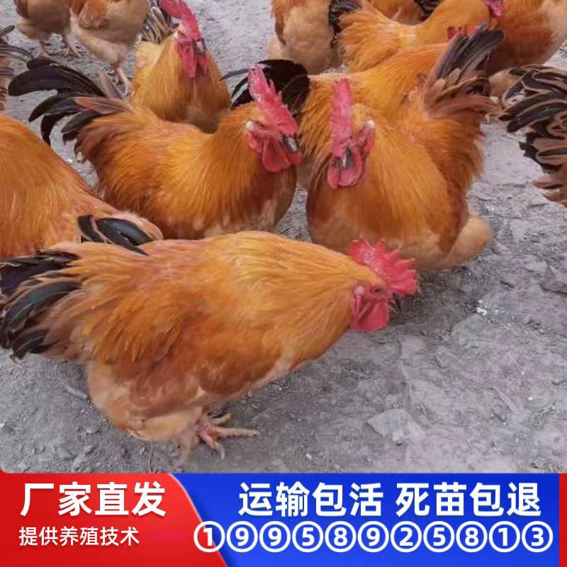黄土鸡苗三黄鸡黄羽黄脚细脚土鸡散养本地鸡出壳苗一日龄运输包活