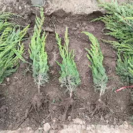 宿根花卉;盆栽;一二年生花卉