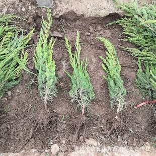 ����С��������������ػ����R�����l����С�����ļ����G��ľ����