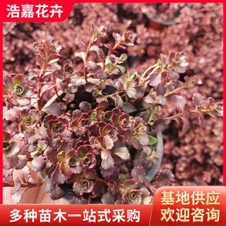 红景天苗宿根花卉 绿化公园小区红叶盆栽地被三七景天 德国景天苗