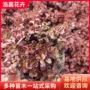德国公园小区盆栽花卉
