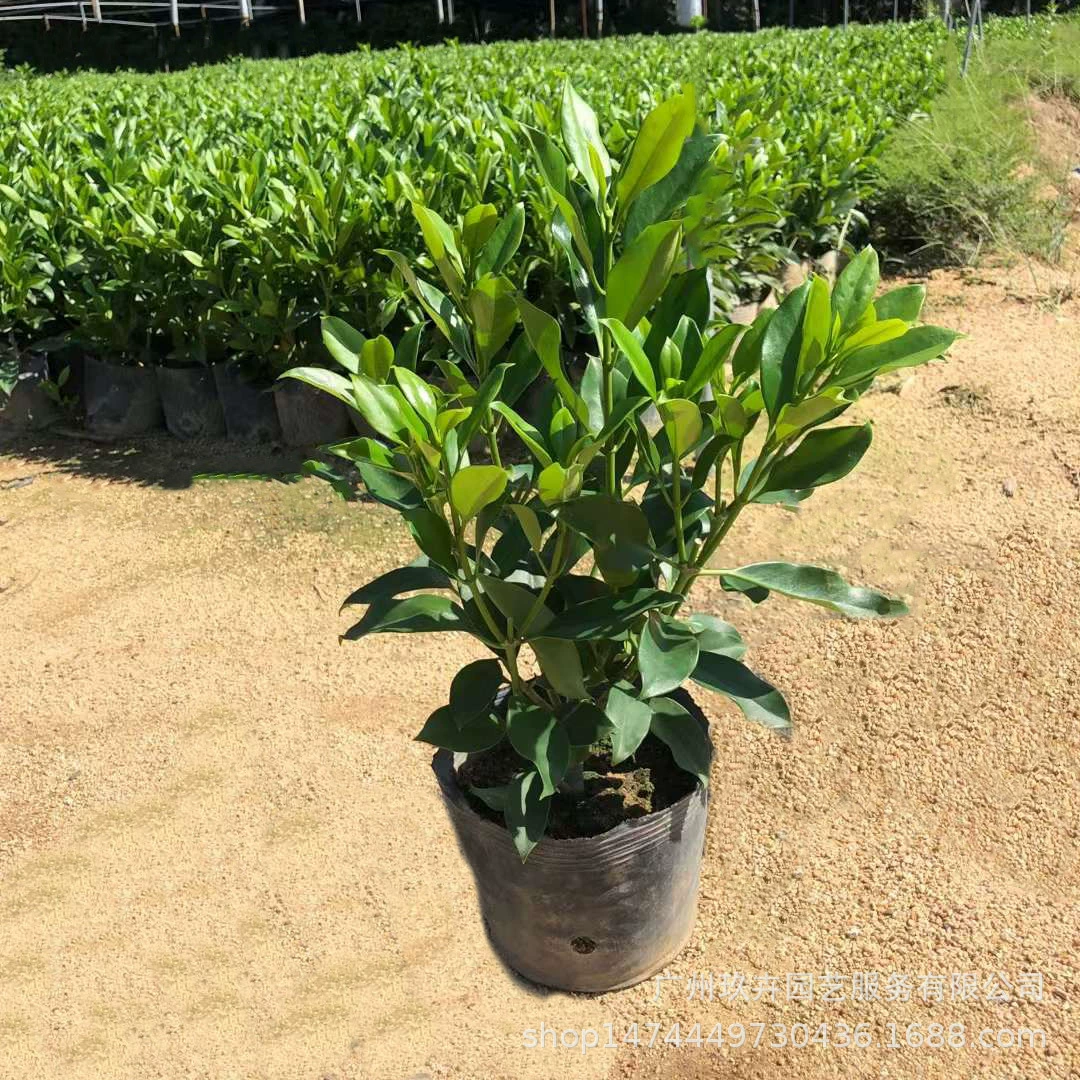 Африканский Жасмин земля рассада листва растения гостиная Двор Сад Парк Зеленая Земля рассада живая изгородь цветок зеркало растительность