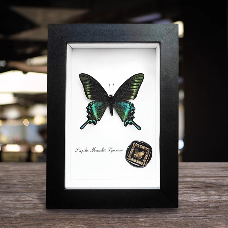 Hollow Three-Dimensional Photo Frame 2cm Deep Black 6inch Glass Butterfly Insect Specimen Display Box DIY Mounting Display Frame